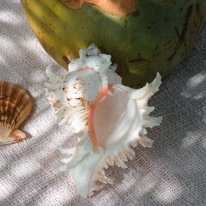 Gros Coquillage Décoratif Chicoreus Ramosus