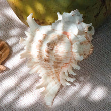 Charger l&#39;image dans la galerie, Gros Coquillage Décoratif Chicoreus Ramosus